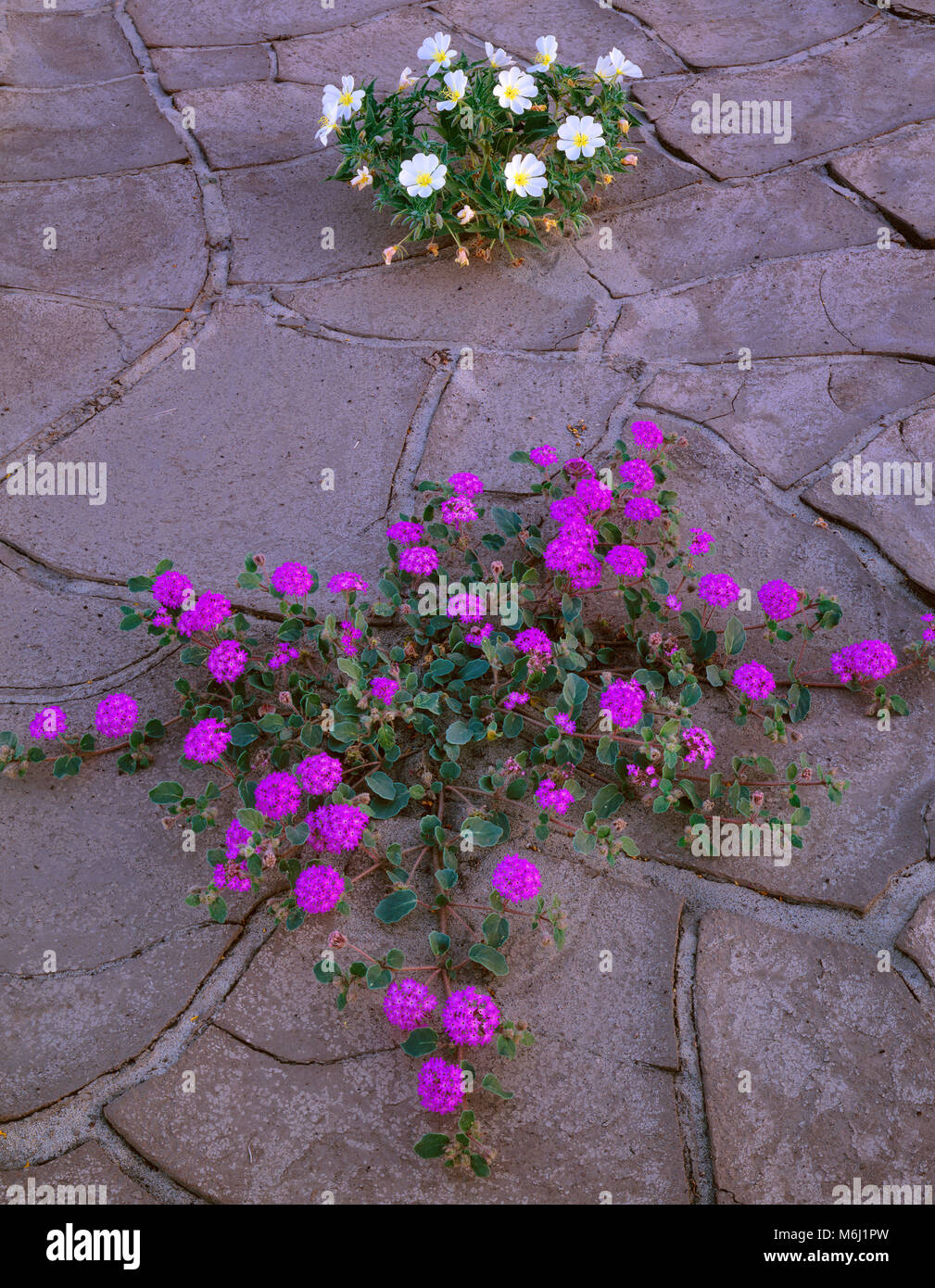 Eisenkraut, Primel, Anza-Borrego Desert State Park, San Diego County, Kalifornien Stockfoto