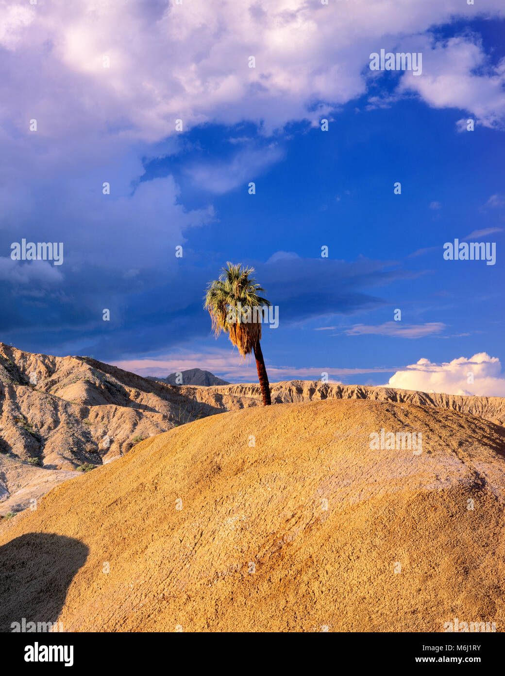 Una Palma, Anza-Borrego Desert State Park, San Diego County, Kalifornien Stockfoto