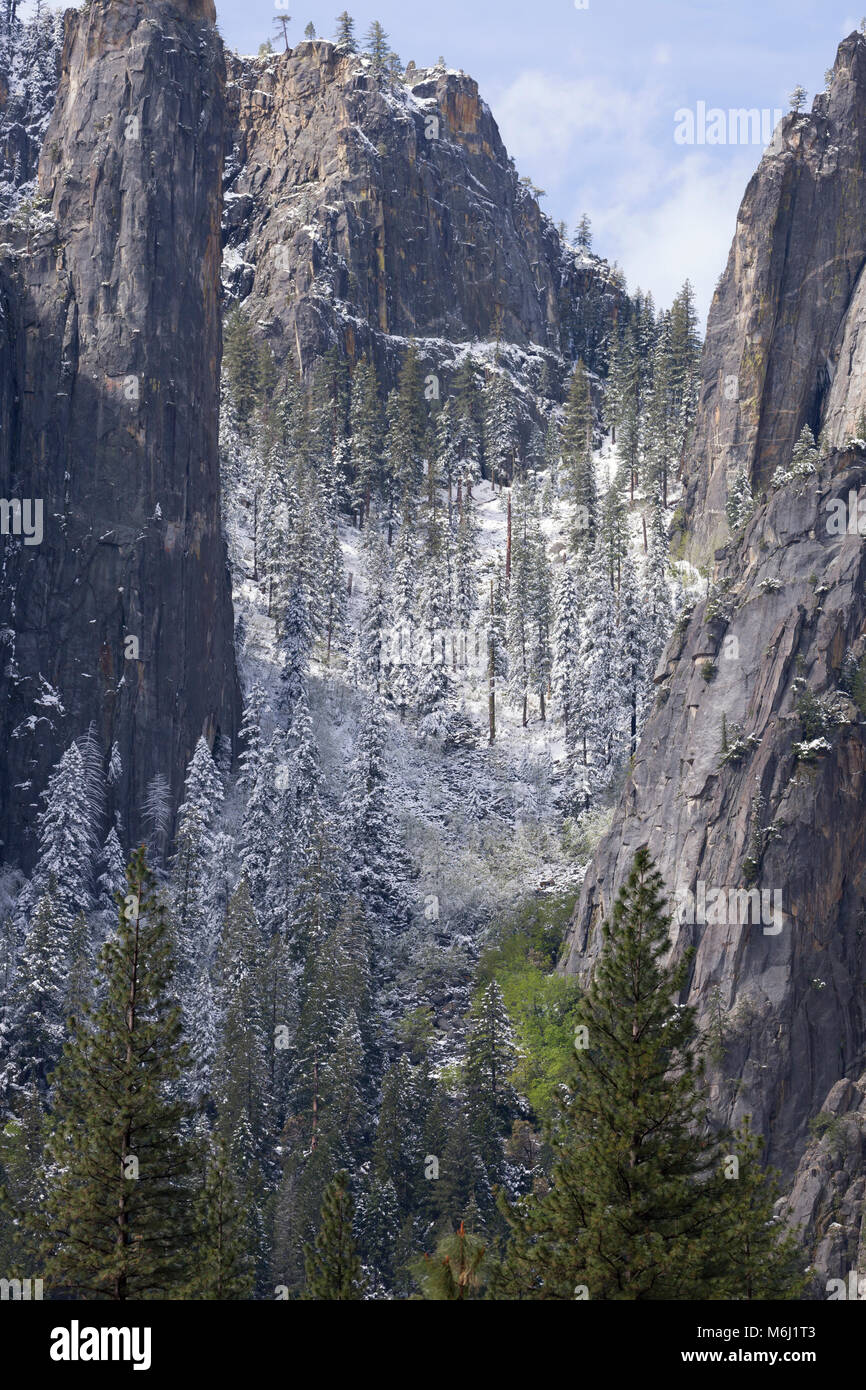 Panorama malerischen hohen schneebedeckten Bäumen verzierte Granitfelsen nach Frühling Schnee Yosemite valley Yosemite National Park, Kalifornien USA Westen der USA Stockfoto