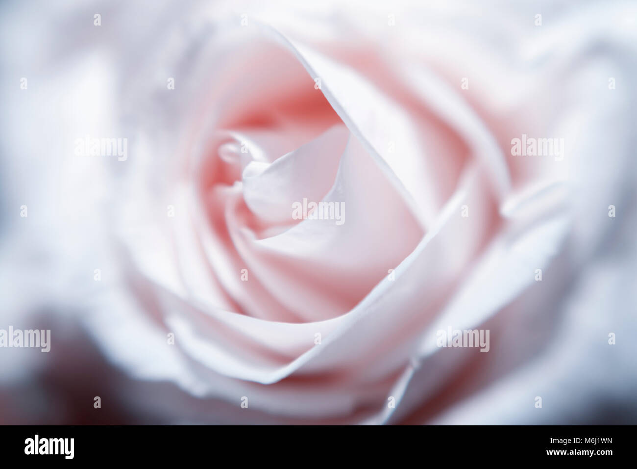 Closeup schöne weiche rosa rose flower Soft Focus Hintergrund Symbol der Bewunderung Sanftmut Valentines Tag Blume kreative symbolische Blumen Stockfoto