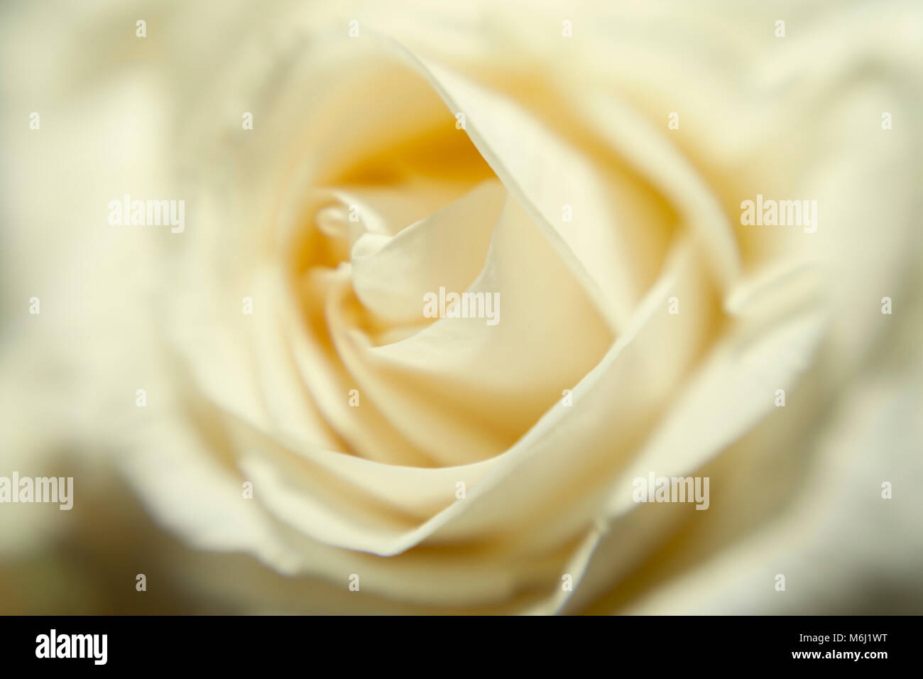 Closeup schöne Soft Focus einzelne gelbe hybrid Rose Blume mit einer geringen Tiefenschärfe Stockfoto