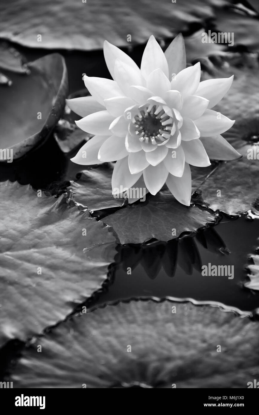 Single Seerose Blume, Lily Pads Nymphaeaceae, Nahaufnahme, schwebend im Wasser schöne Licht, geringe Tiefenschärfe, Graustufen kreative Kunst drucken Stockfoto