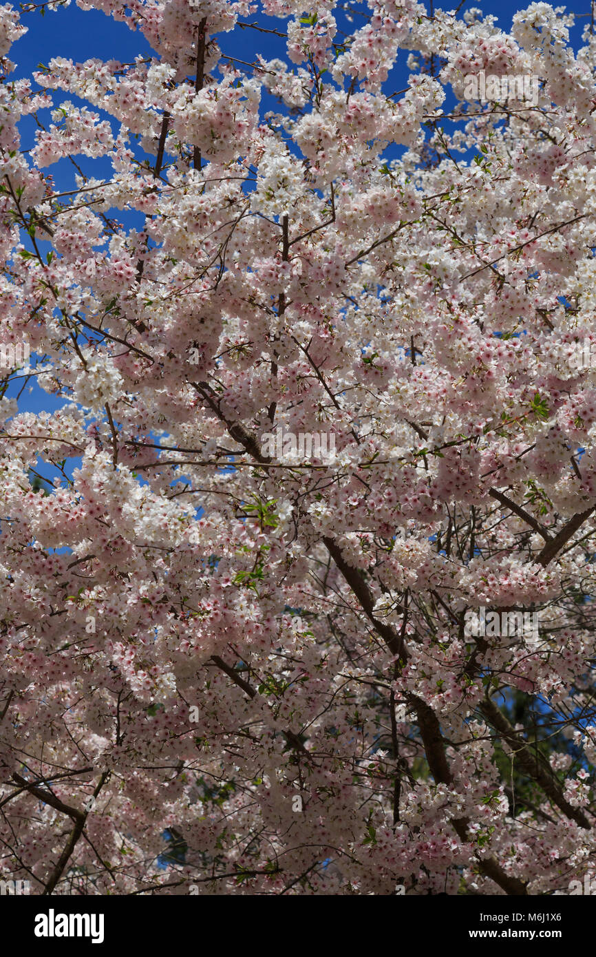 Closeup Frühjahr blühenden Kirschbaum in voller Blüte rosa und weißen Blüten und blauer Himmel Sonnenschein auf neuen Kirschblüten Stockfoto