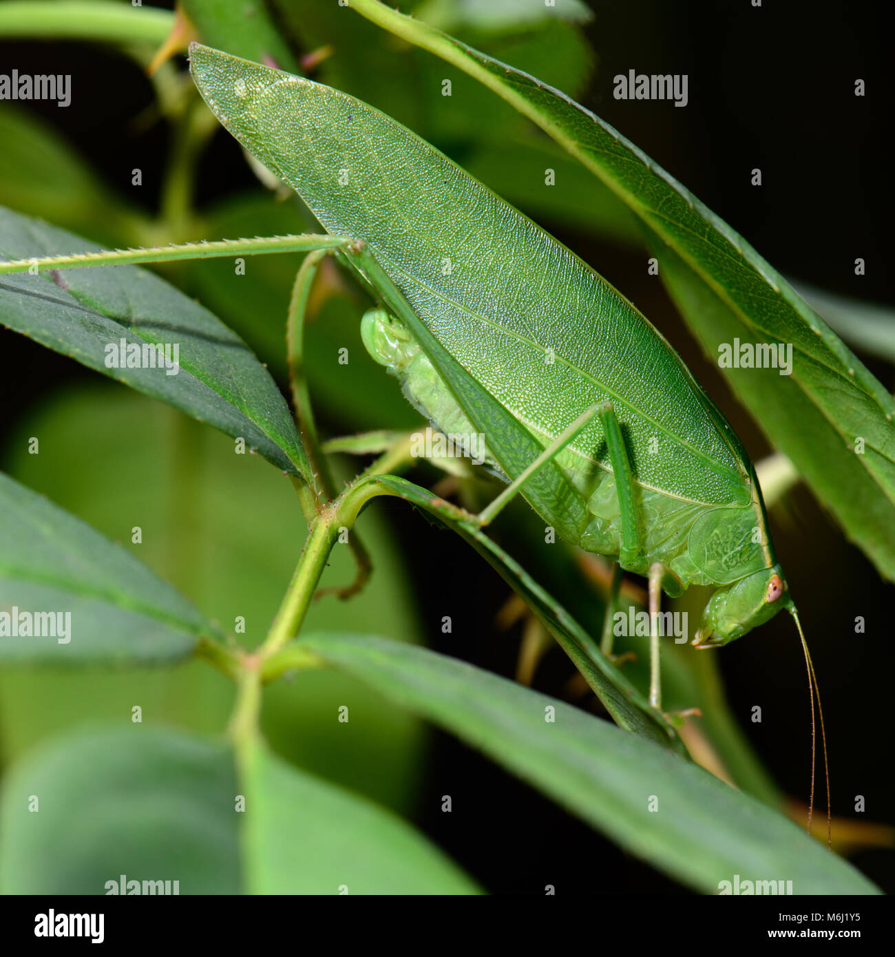 Grasshopper perfekt unter die Blätter einer Rose getarnt, Stockfoto