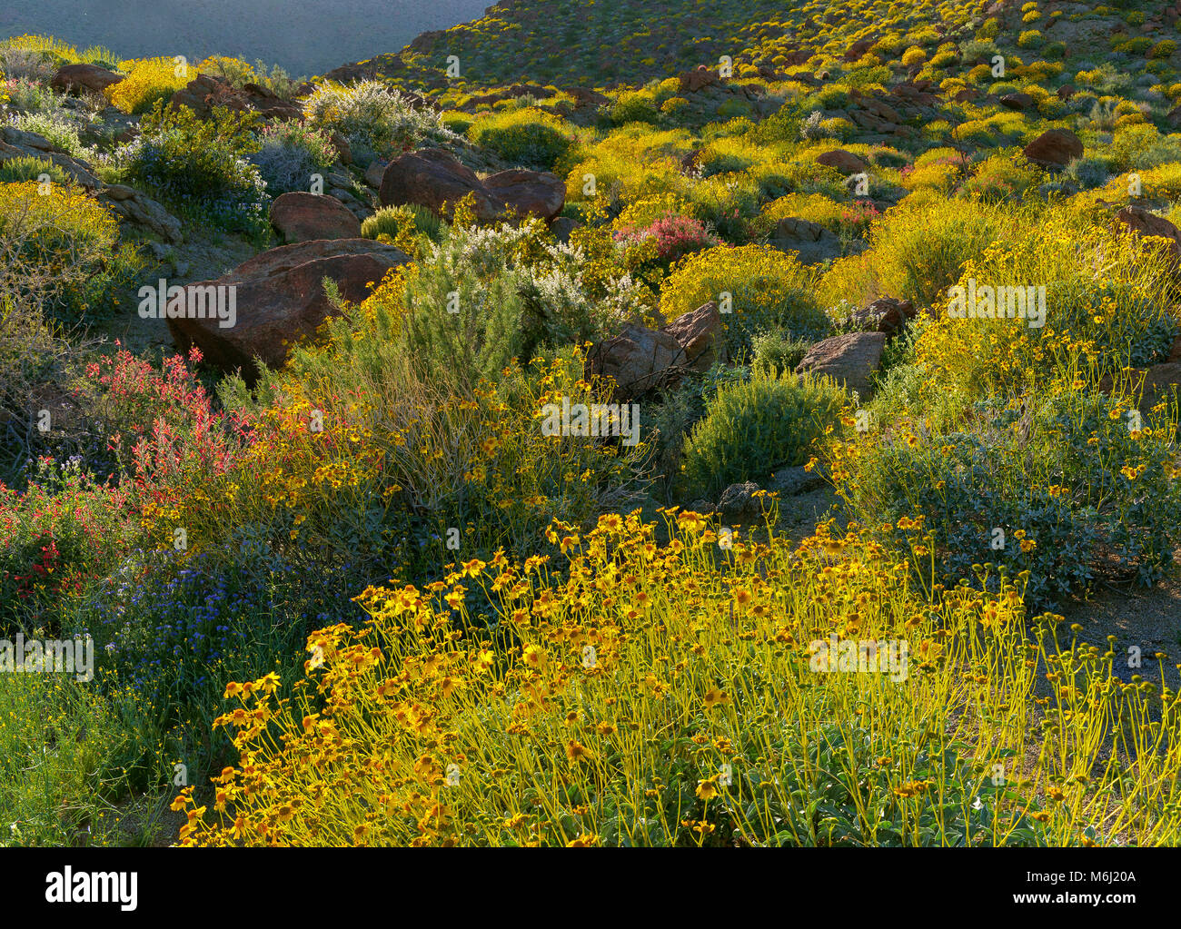 Brittlebush, Glorietta Canyon, Anza-Borrego Desert State Park, Kalifornien Stockfoto
