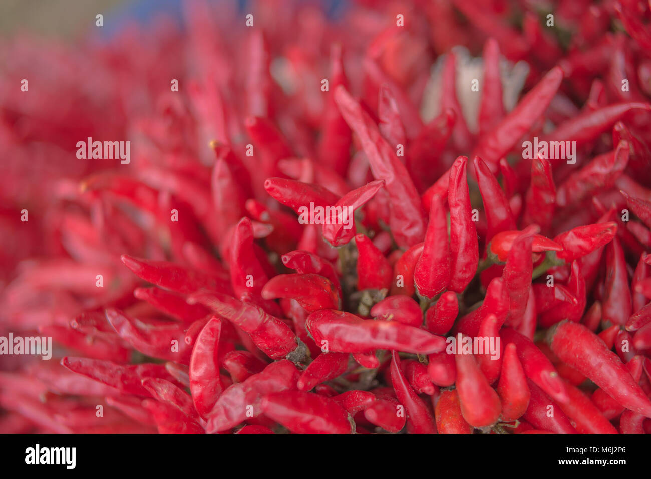 Nahaufnahme der Getrocknete rote Chilischoten Bouquet, flachen Fokus Stockfoto