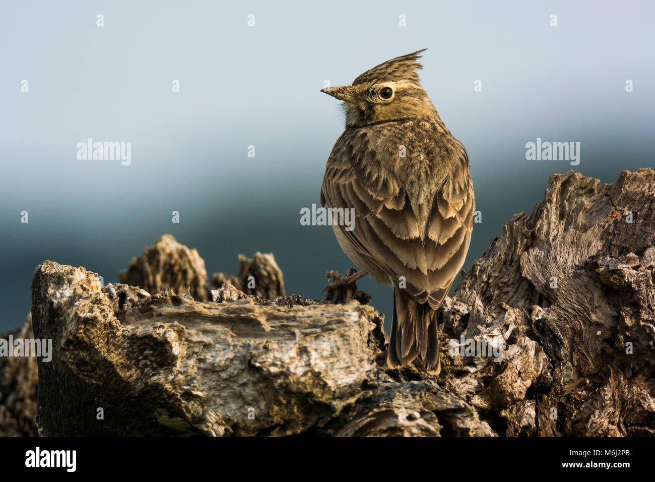 Crested Lark (Galerida cristata) gehockt Stockfoto