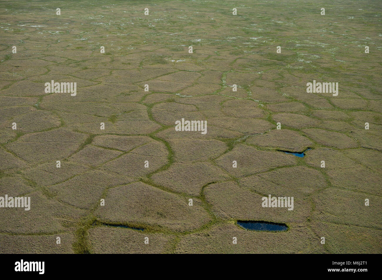 Tundra, Bering Land Bridge National Preserve. ( Stockfoto