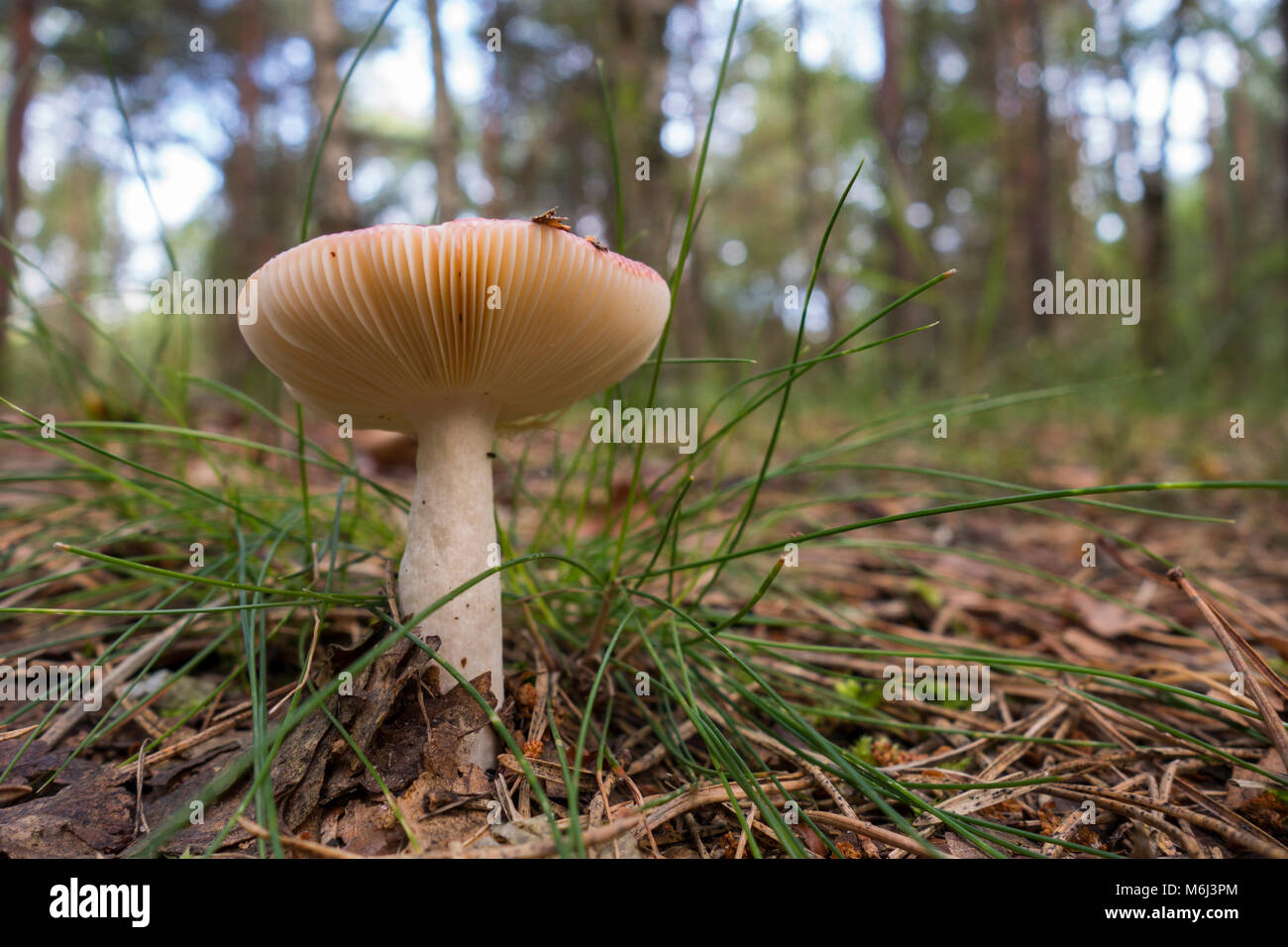 Emetische psathyrella Psathyrella emetica, Stockfoto