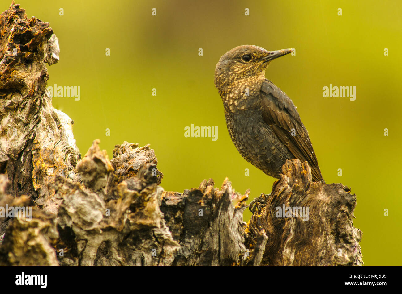 Blaumerle (Monticola solitarius) Weibliche gehockt Stockfoto