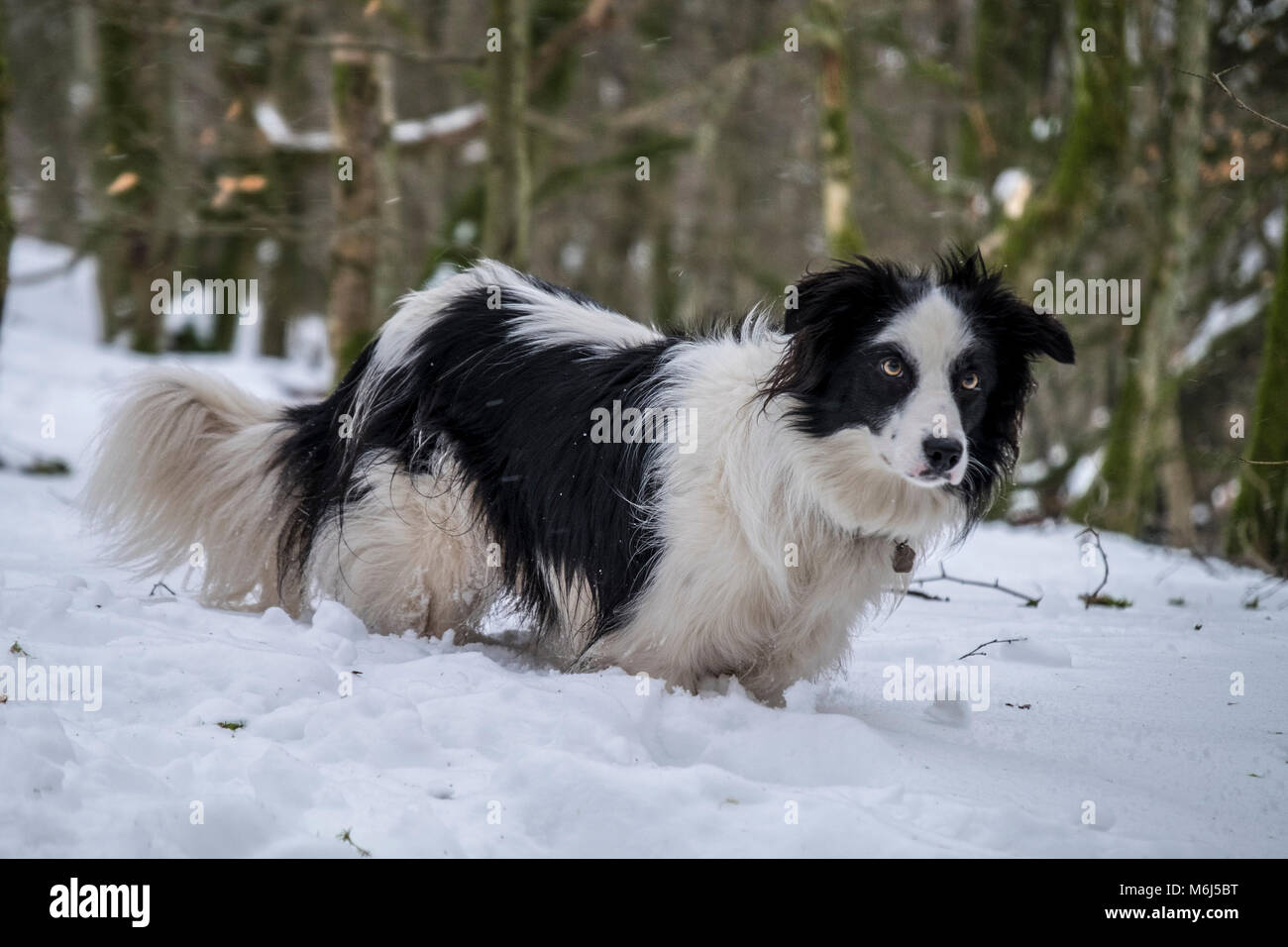 Labrador und Border Collie im Schnee spielen Stockfoto