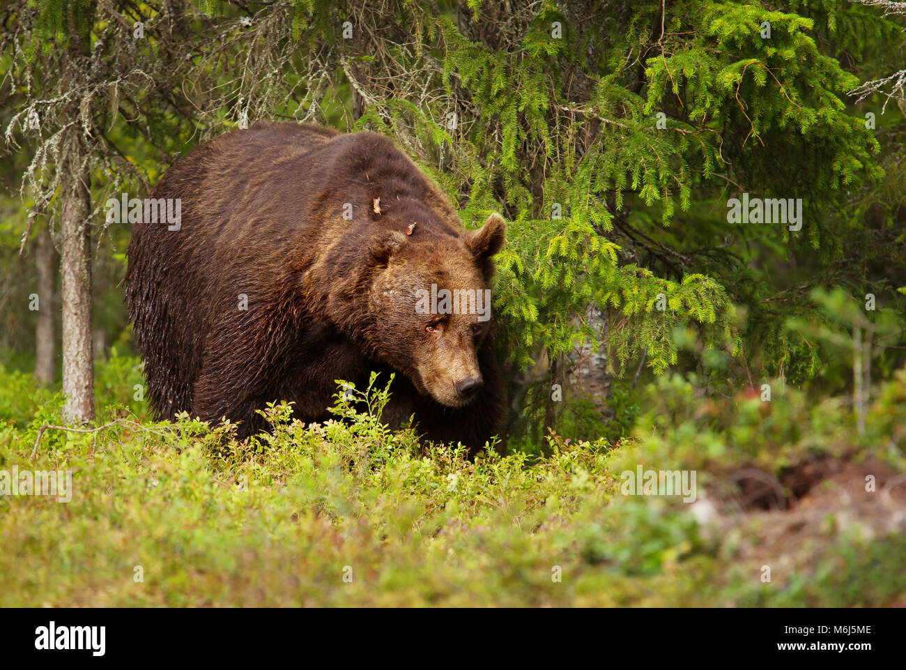 In der Nähe von Europäischen Braunbären (ursos arctos) männlich im borealen Wald, Finnland. Stockfoto