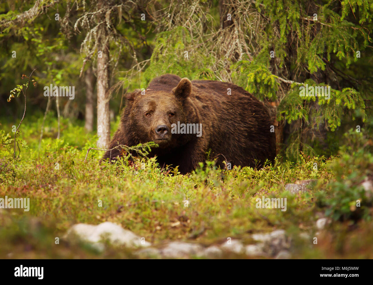 In der Nähe von Europäischen Braunbären männlichen im borealen Wald, Finnland. Stockfoto