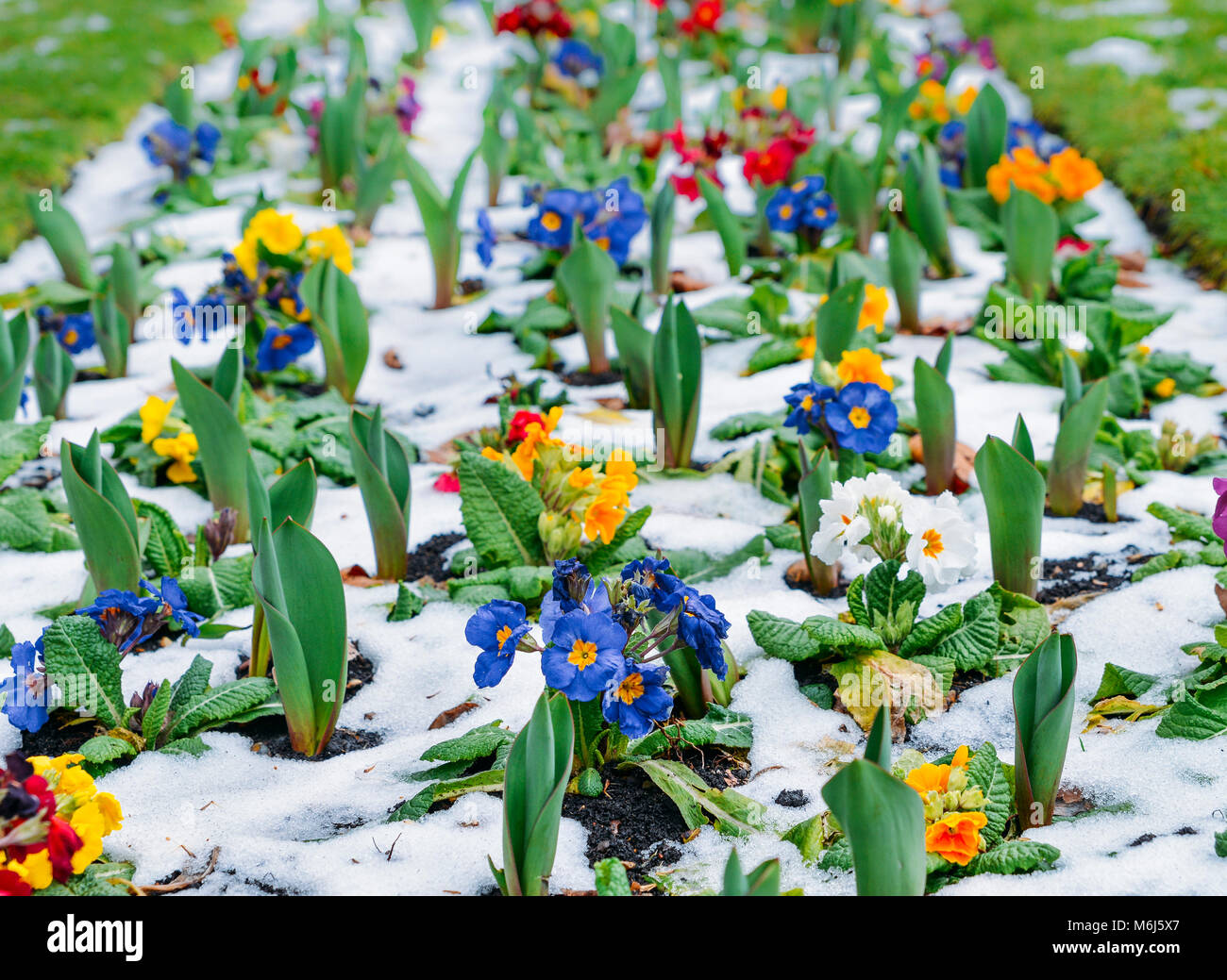 In der Nähe von Garten Stiefmütterchen im Schnee, warten auf Frühling, in London, UK im späten Winter auch 2018 als Tier des Ostens wetter Phänomen erfasst Stockfoto