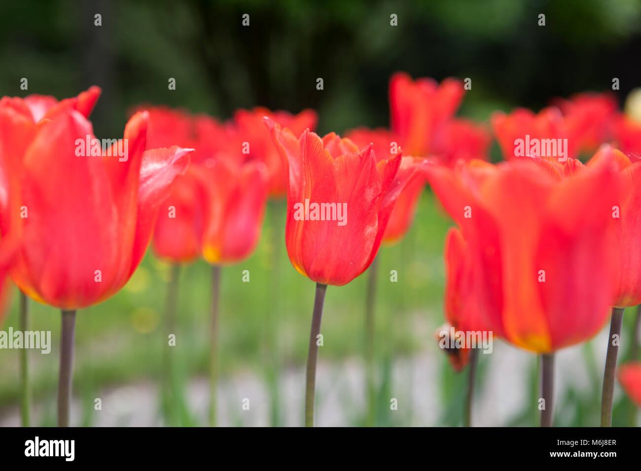 "Typhoon" Lily blühenden Tulpe, Liljetulpan (Tulipa gesneriana) Stockfoto