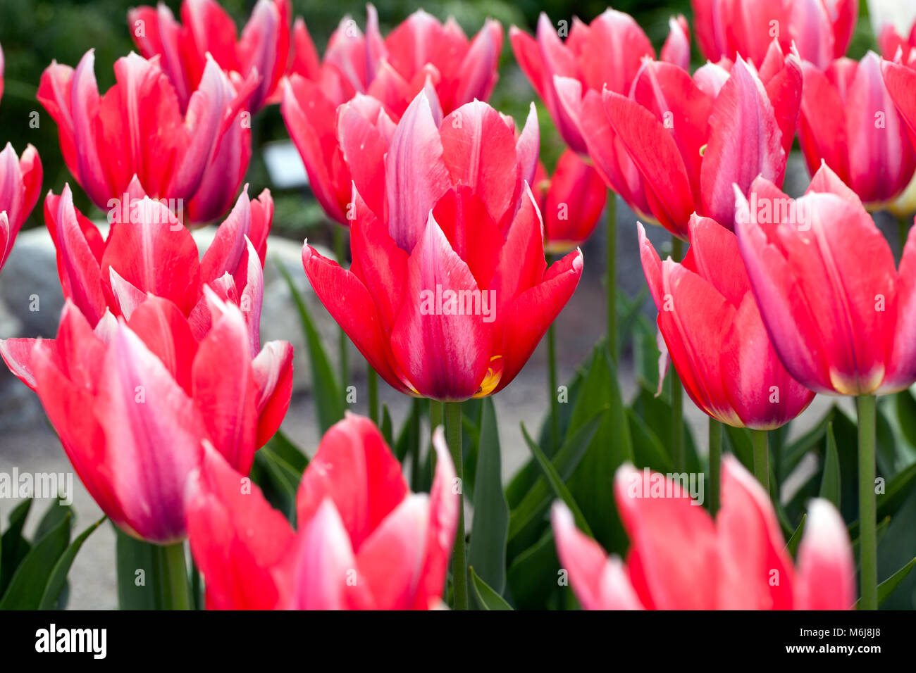 'Shakespeare' Kaufmanniana Tulpe, Näckrostulpan (Tulipa kaufmanniana) Stockfoto