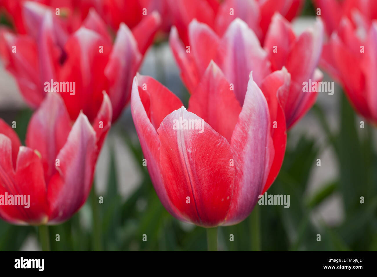 'Shakespeare' Kaufmanniana Tulpe, Näckrostulpan (Tulipa kaufmanniana) Stockfoto