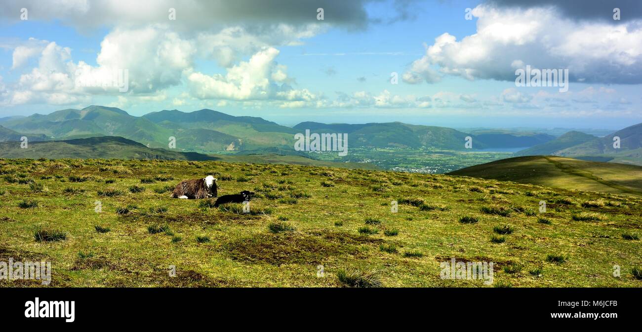 Herdwick-schafe auf dem Gipfel des Stybarrow Stockfoto