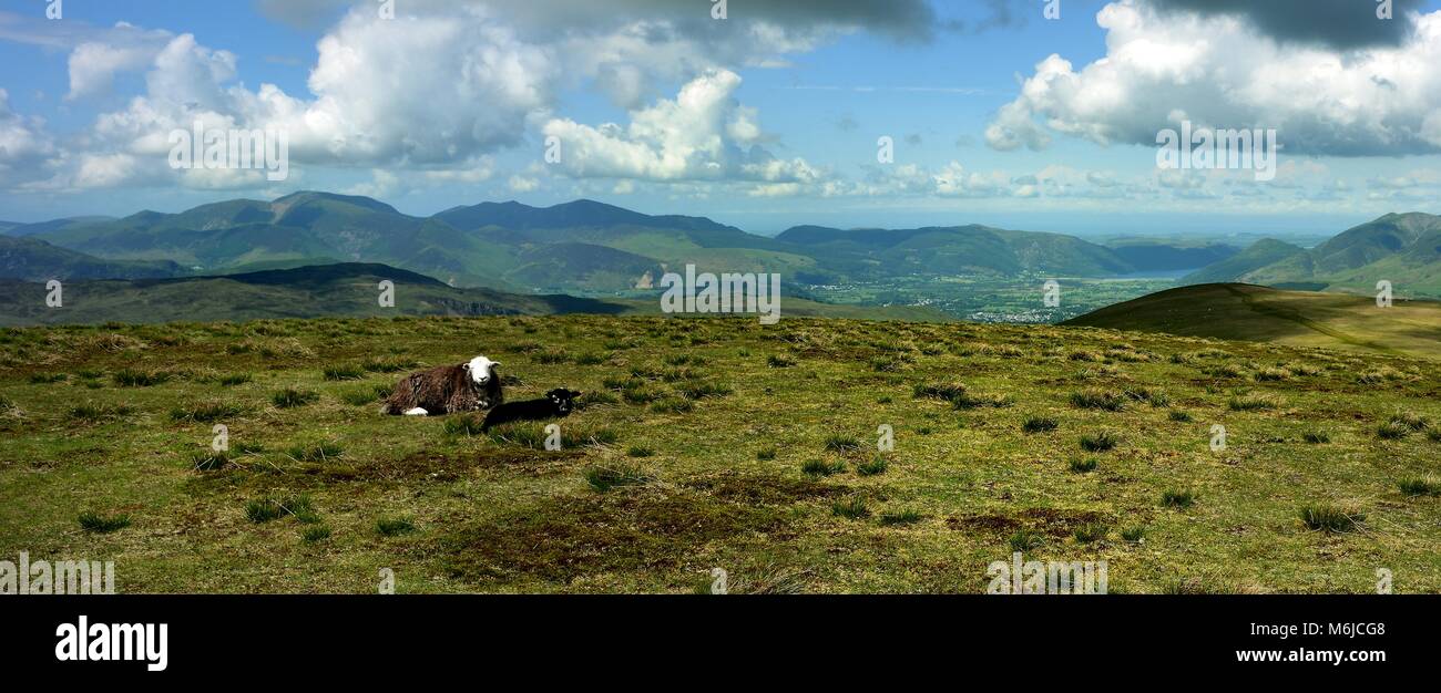 Herdwick-schafe auf dem Gipfel des Stybarrow Stockfoto