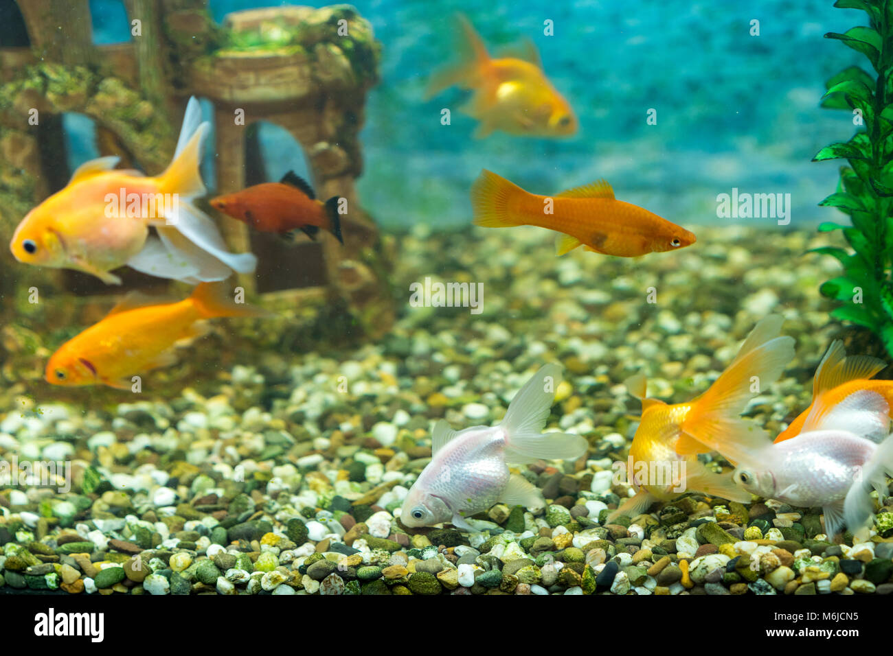 Viele schöne Aquarienfische für zu Hause. Stockfoto