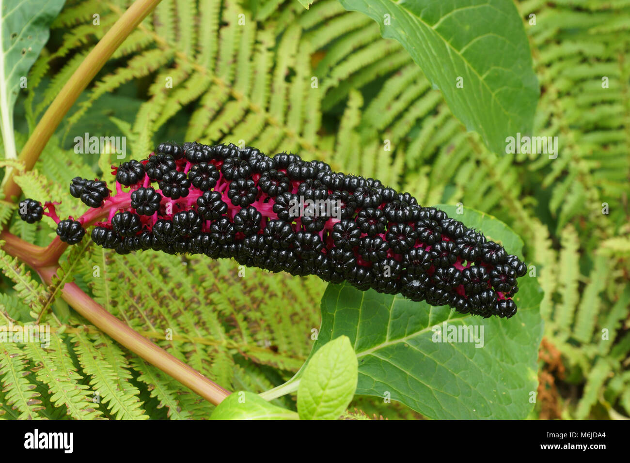 Phytolacca acinosa Laub und Früchte. Phytolacca ist eine Gattung der mehrjährigen Pflanzen. Stockfoto