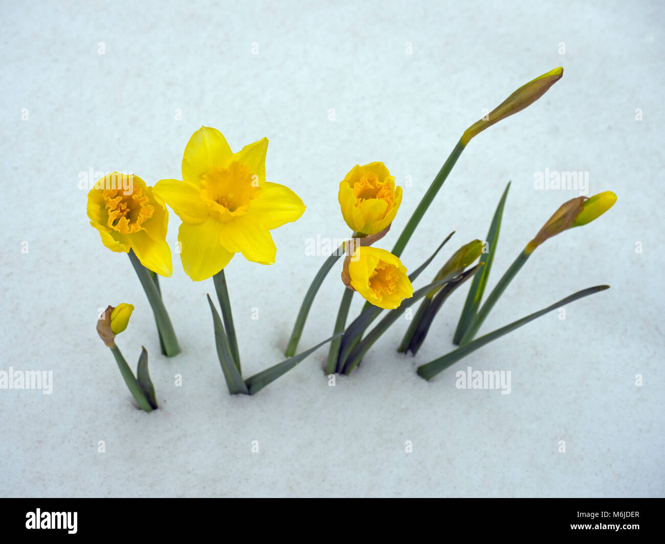 Narzissen, die sich aus längeren Schnee Frühling Norfolk UK Stockfoto