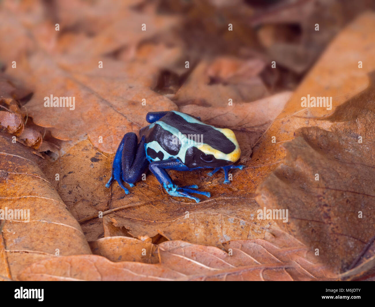 Poison dart Frog oder Dart - Pfeilgiftfrosch Dendrobates tinctorius Stockfoto