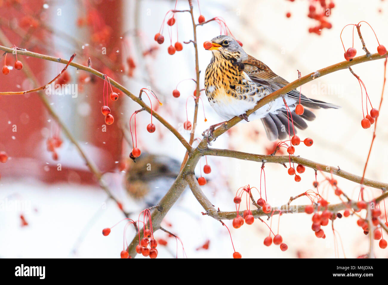 Wacholderdrossel essen Vogelbeeren im Winter Stadt, Wechsel der Jahreszeit, wilde Vögel überleben in der Kälte Stockfoto