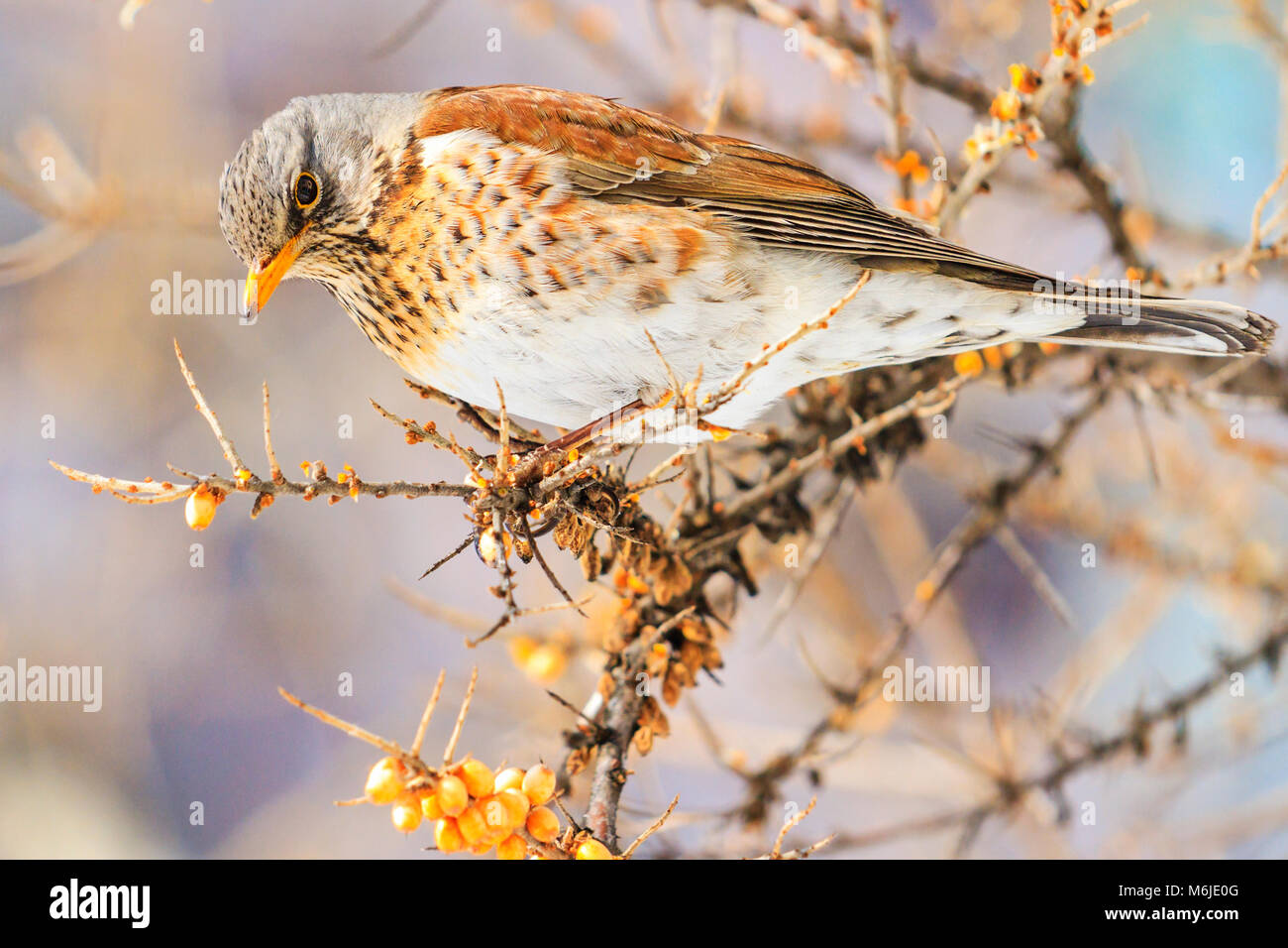 Winter vogel Beeren in einem Garten isst, Wechsel der Jahreszeit, wilde Vögel überleben in der Kälte Stockfoto