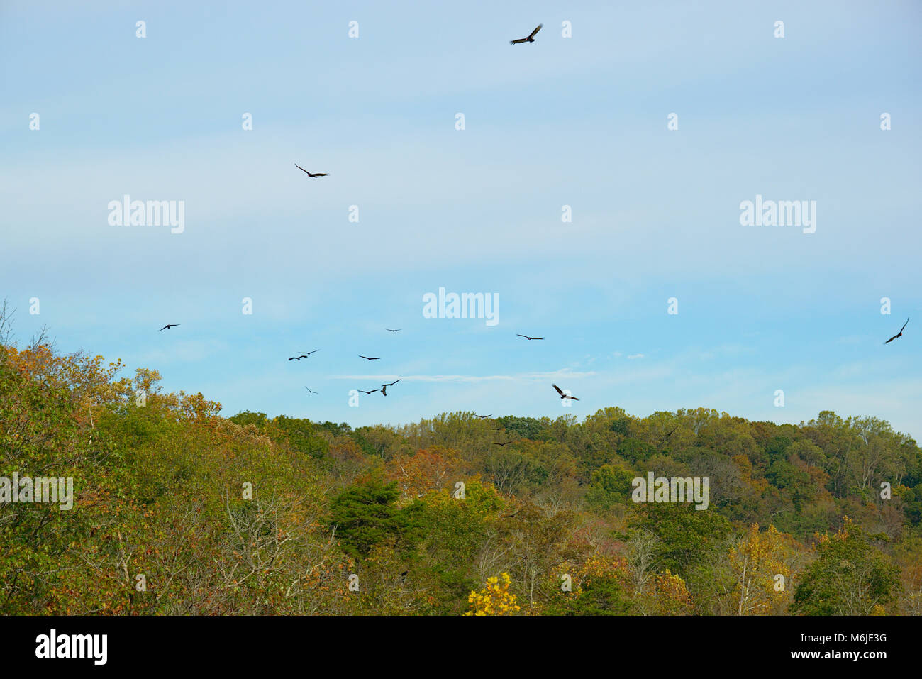 Mehrere Geier kreisen im blauen Himmel Stockfoto