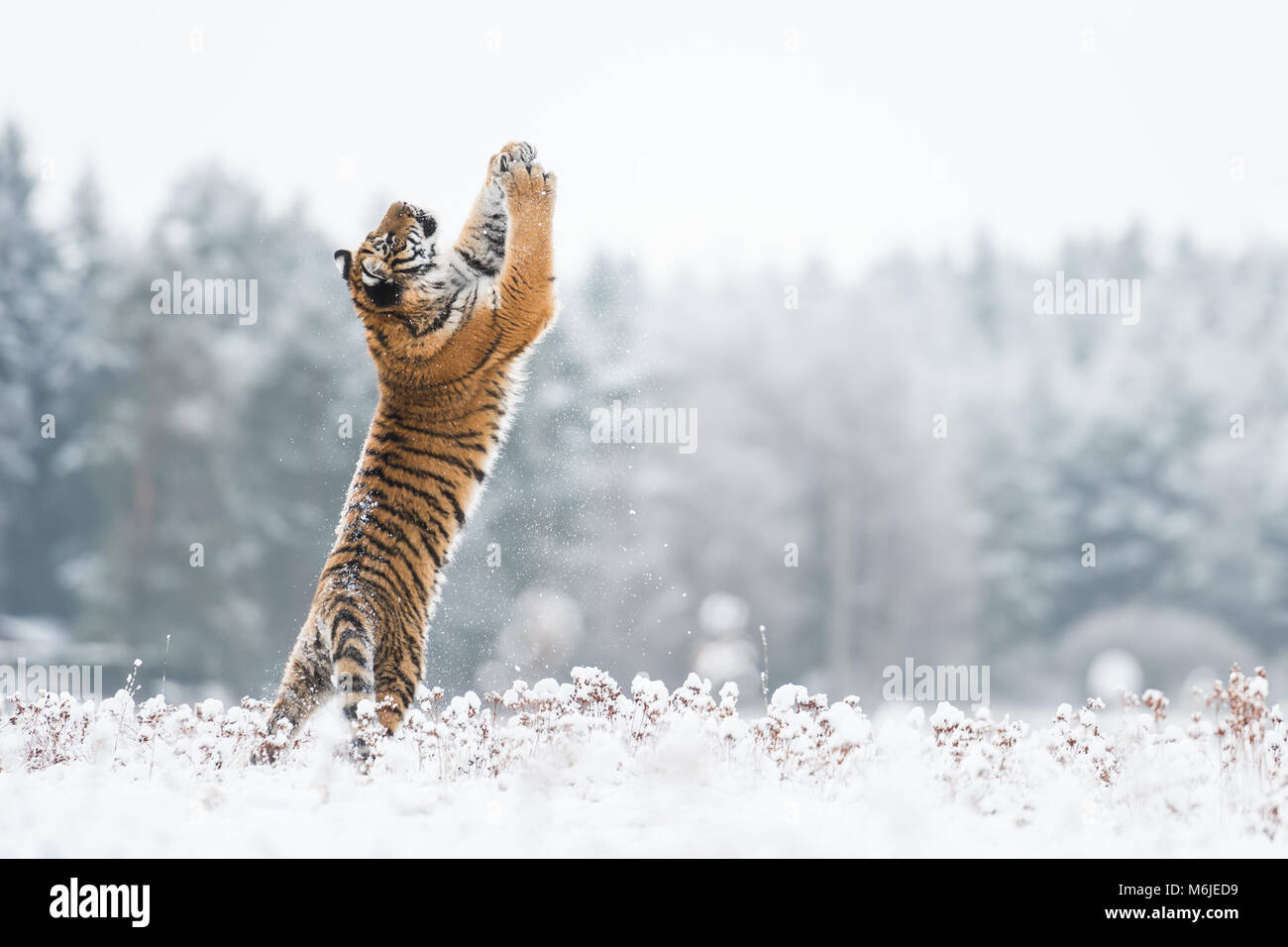 Junge sibirische Tiger Sprünge und Spielen mit Schnee Stockfoto