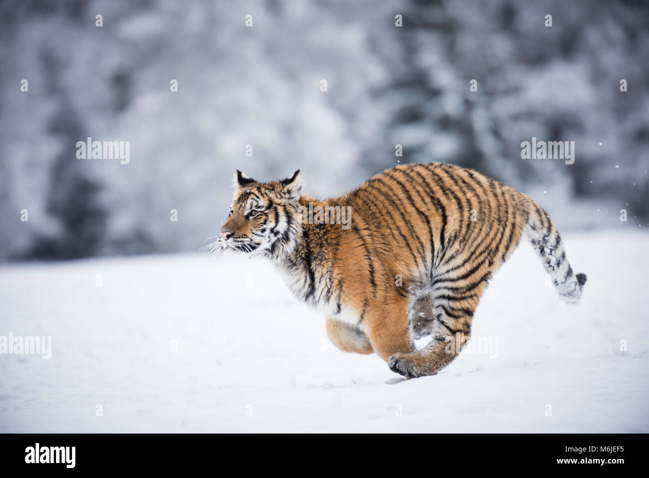 Junge sibirische Tiger voller Geschwindigkeit über Schneefelder Stockfoto