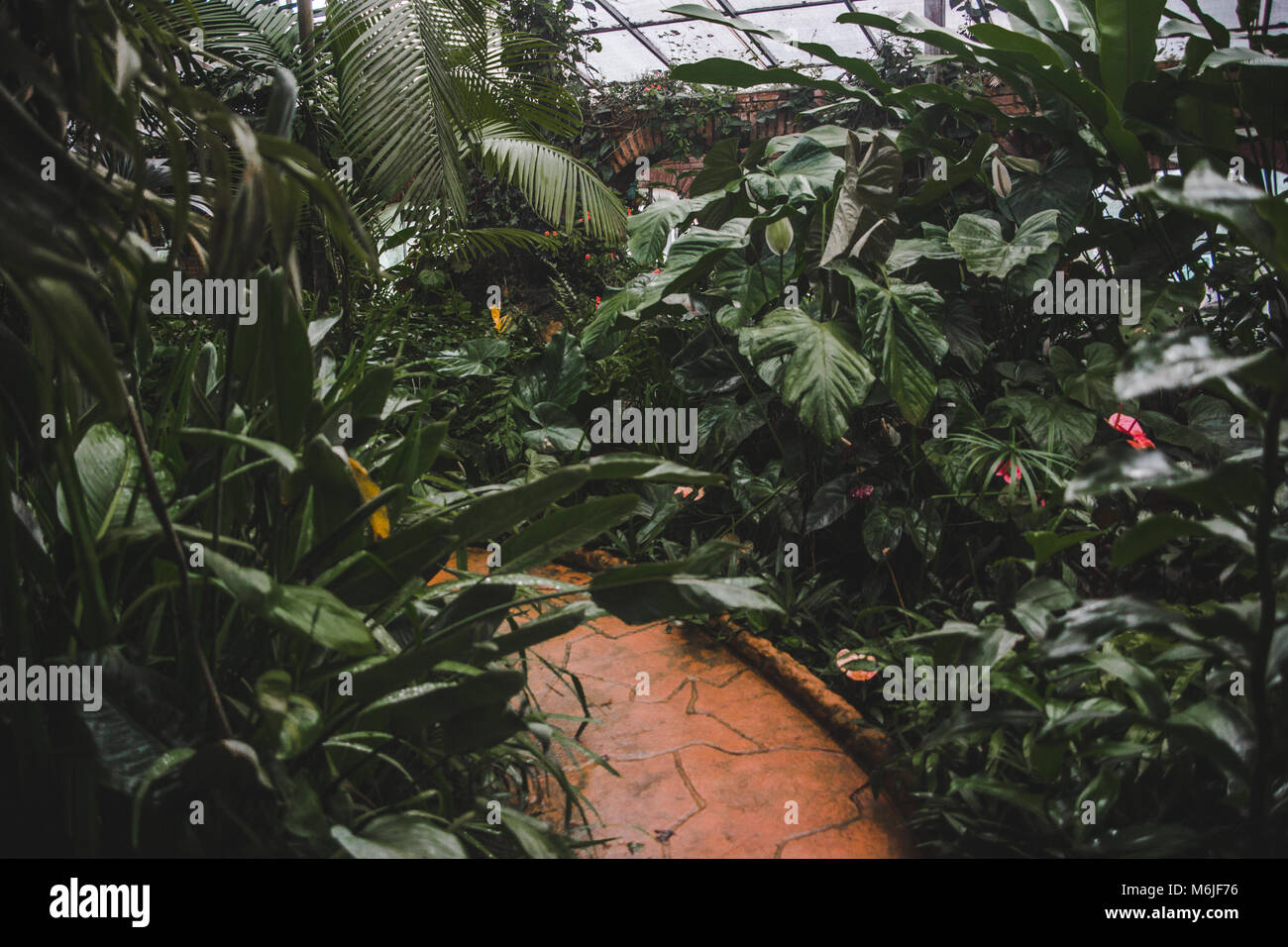 Wicklung Ziegelstein Weg führt durch eine überwachsene Gewächshaus mit Pflanzen und Blumen rund um Stockfoto