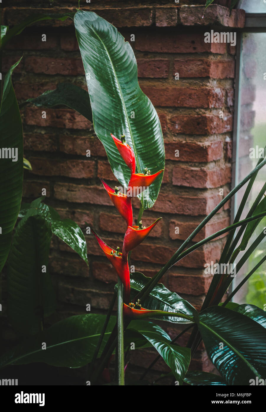 Hohe heliconia Bihai (rot Palulu) Blume mit roten Blütenblättern und Gelbe Spitzen in einem tropischen Gewächshaus in native Bolivien wies Stockfoto