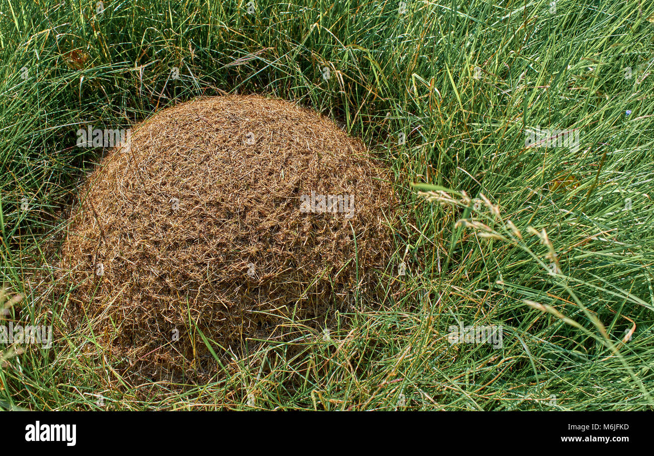Kleine Ameisenhaufen versteckt im Gras in das Feld leuchtet durch Sonnenlicht Stockfoto