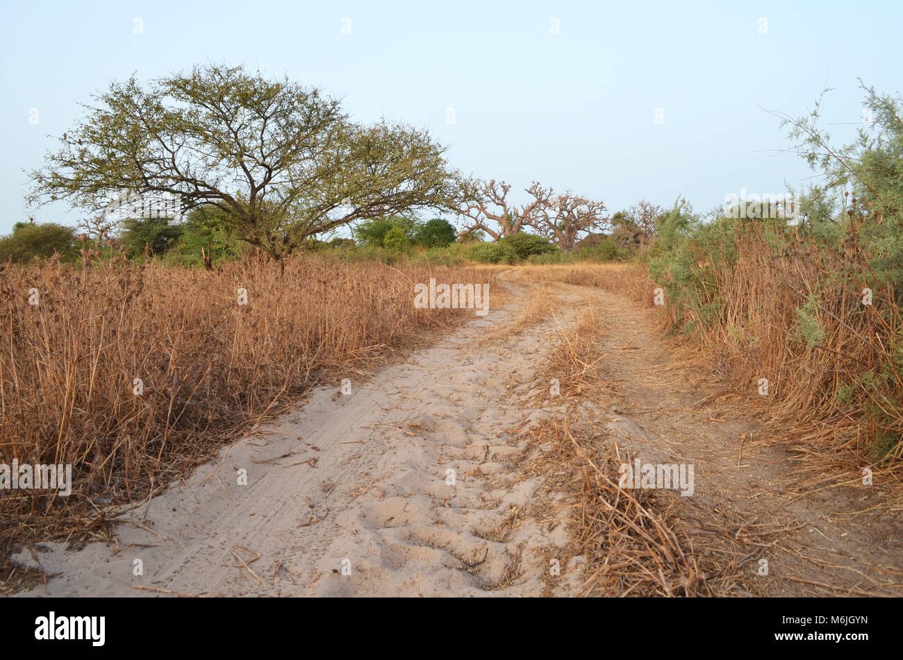 Trockene Savanne Lebensraum in der Sahelzone Riemen Region (Senegal, Westafrika) Stockfoto