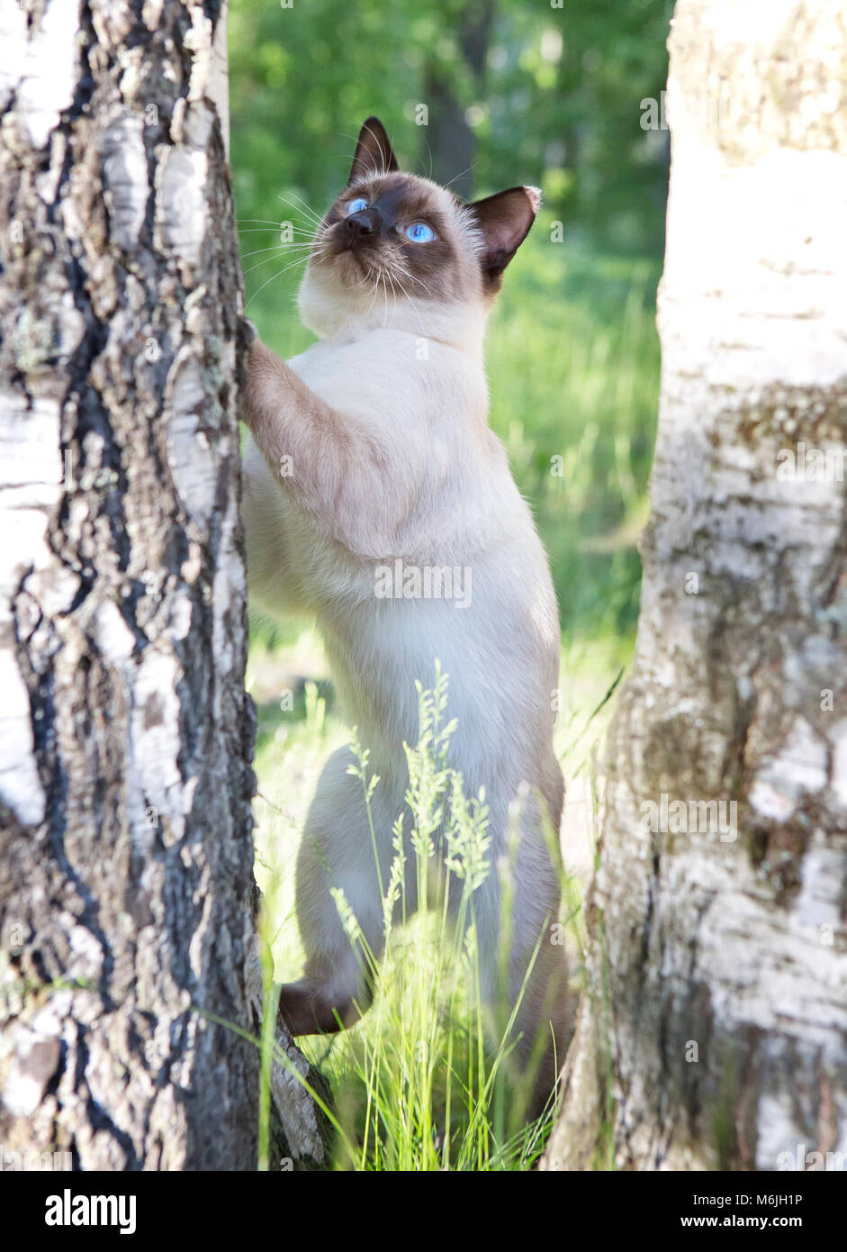 Mekong Bobtail - kurze behaarte Junge Katze, Kitten, seal point Farbe auf einer Birke. Stockfoto