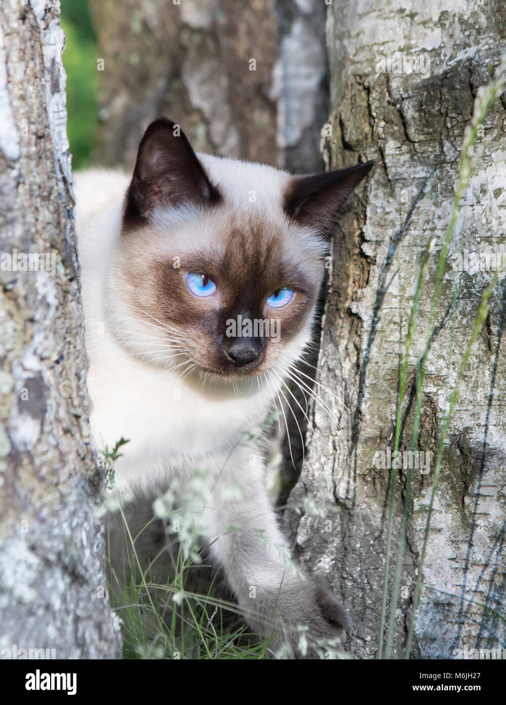 Mekong Bobtail - kurze behaarte Junge Katze, Kitten, seal point Farbe auf einer Birke. Stockfoto