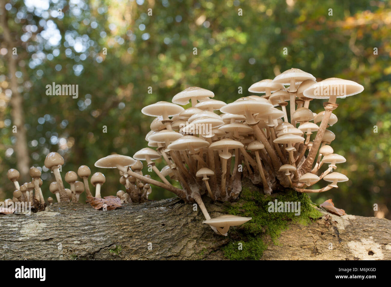 Porzellan Oudemansiella mucida Pilze, in Hampshire, England Großbritannien GB Herbst 2016 fotografiert wachsen auf gefallene Bäume Stockfoto