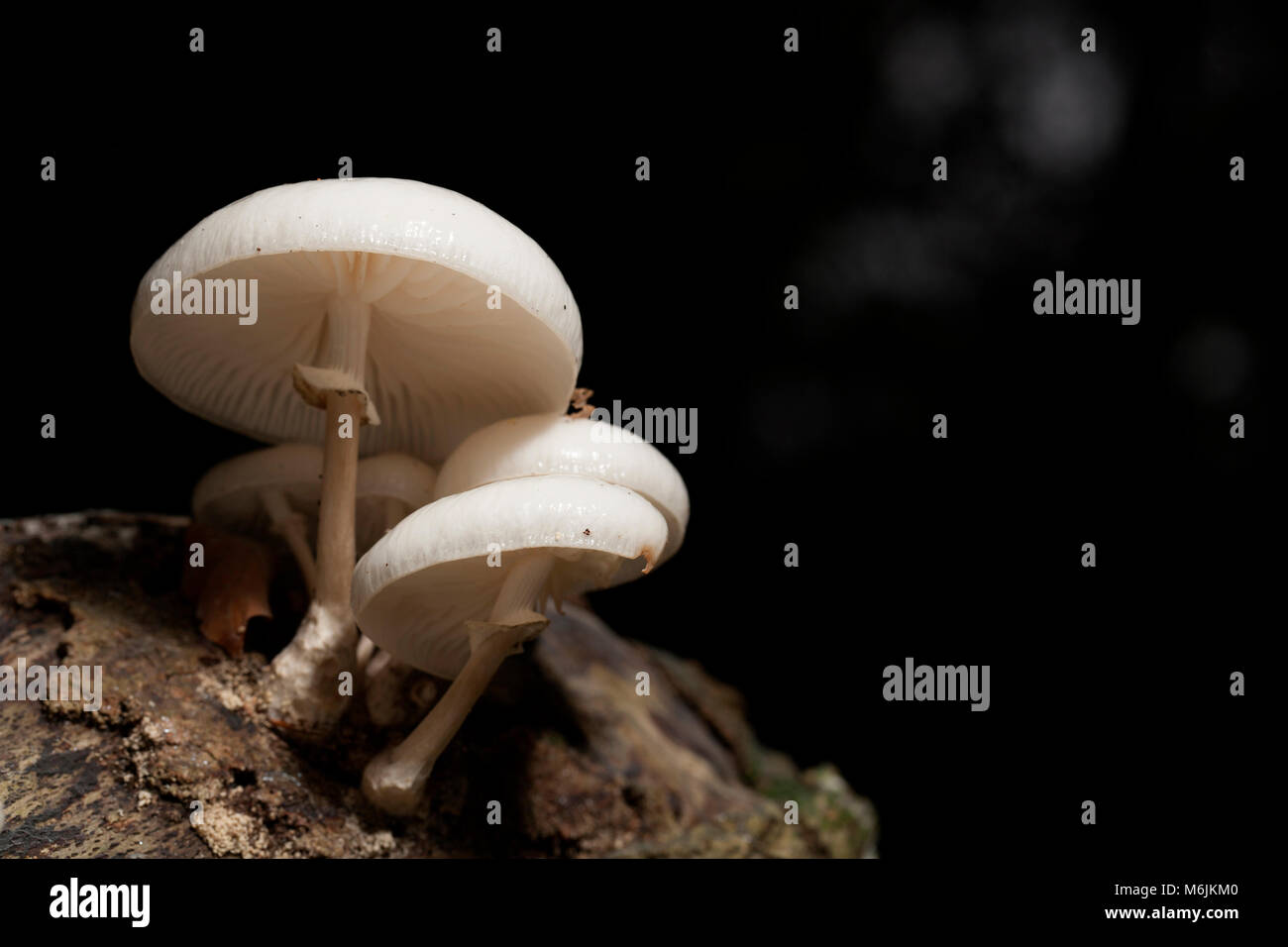 Porzellan Oudemansiella mucida Pilze, in Hampshire, England Großbritannien GB Herbst 2016 fotografiert wachsen auf gefallene Bäume Stockfoto