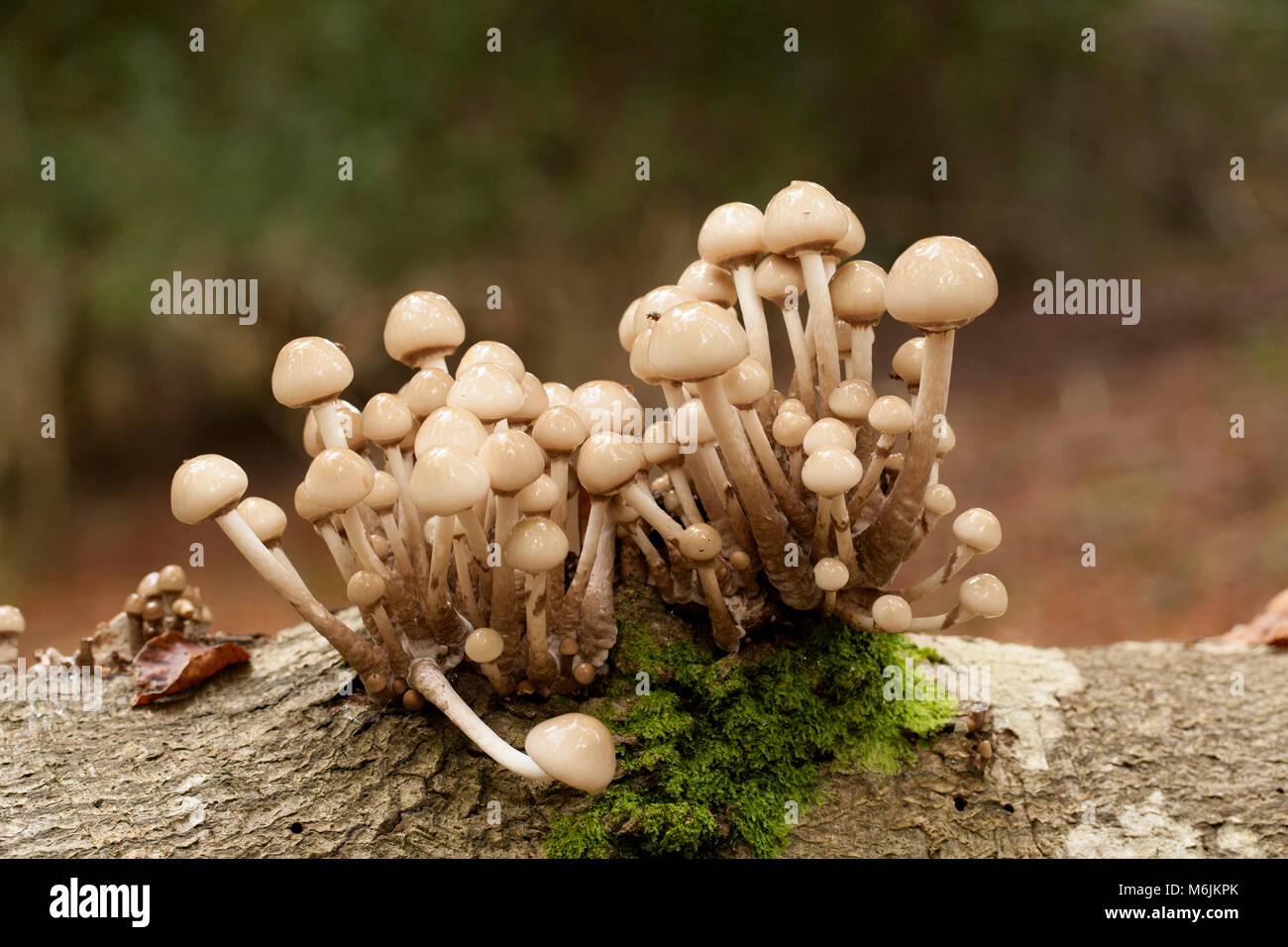 Porzellan Oudemansiella mucida Pilze, in Hampshire, England Großbritannien GB Herbst 2016 fotografiert wachsen auf gefallene Bäume Stockfoto