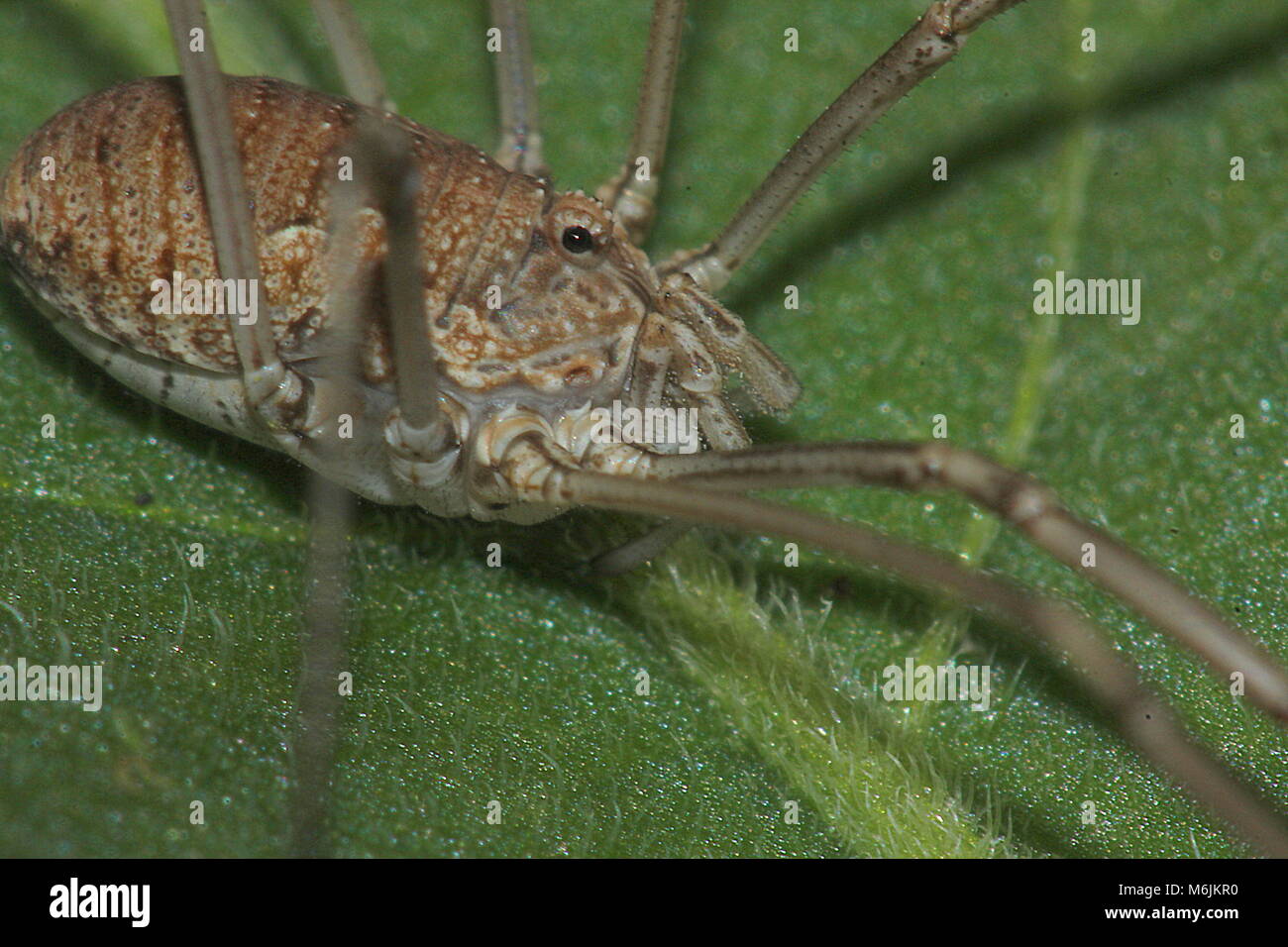 Insekt Mit 6 Beinen Ohne Flügel www.alamy.de