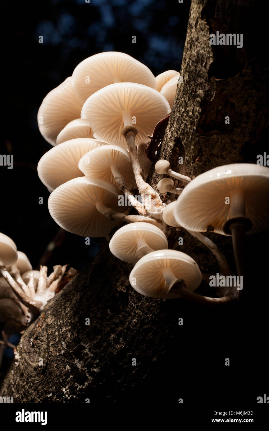 Porzellan Oudemansiella mucida Pilze, in Hampshire, England Großbritannien GB Herbst 2016 fotografiert wachsen auf gefallene Bäume Stockfoto
