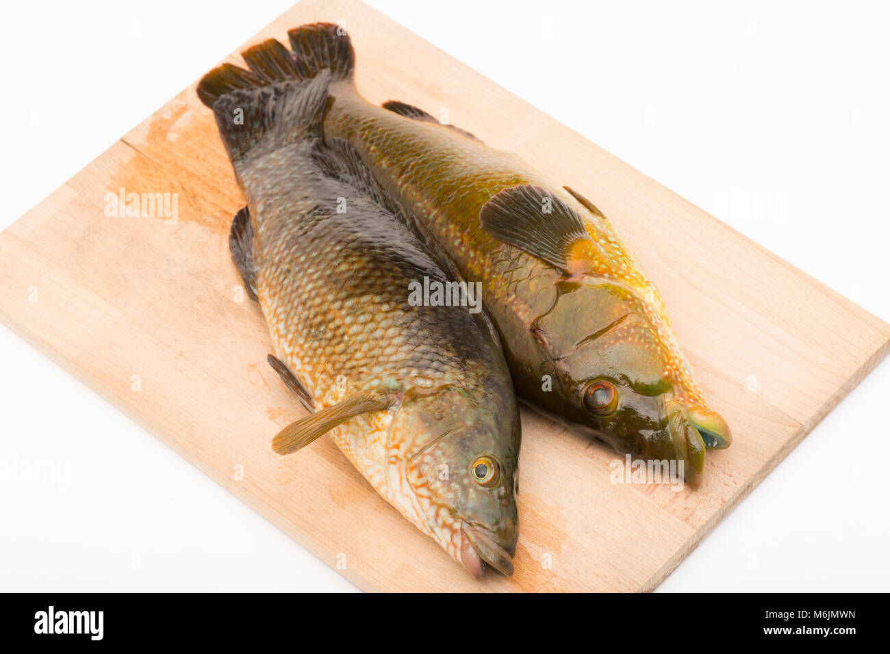 Ballan wrasse, bevor für das Kochen vorbereitet, Dorset England UK GB. Stockfoto