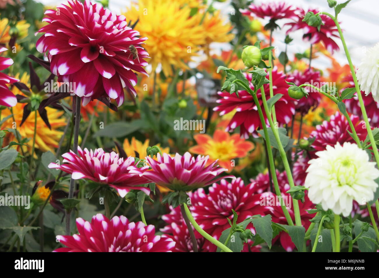 Eine Grenze für den Spätsommer von farbenprächtigen Dahlien; diese Sorten wurden auf der RHS Chatsworth im Juni 2017 Stockfoto