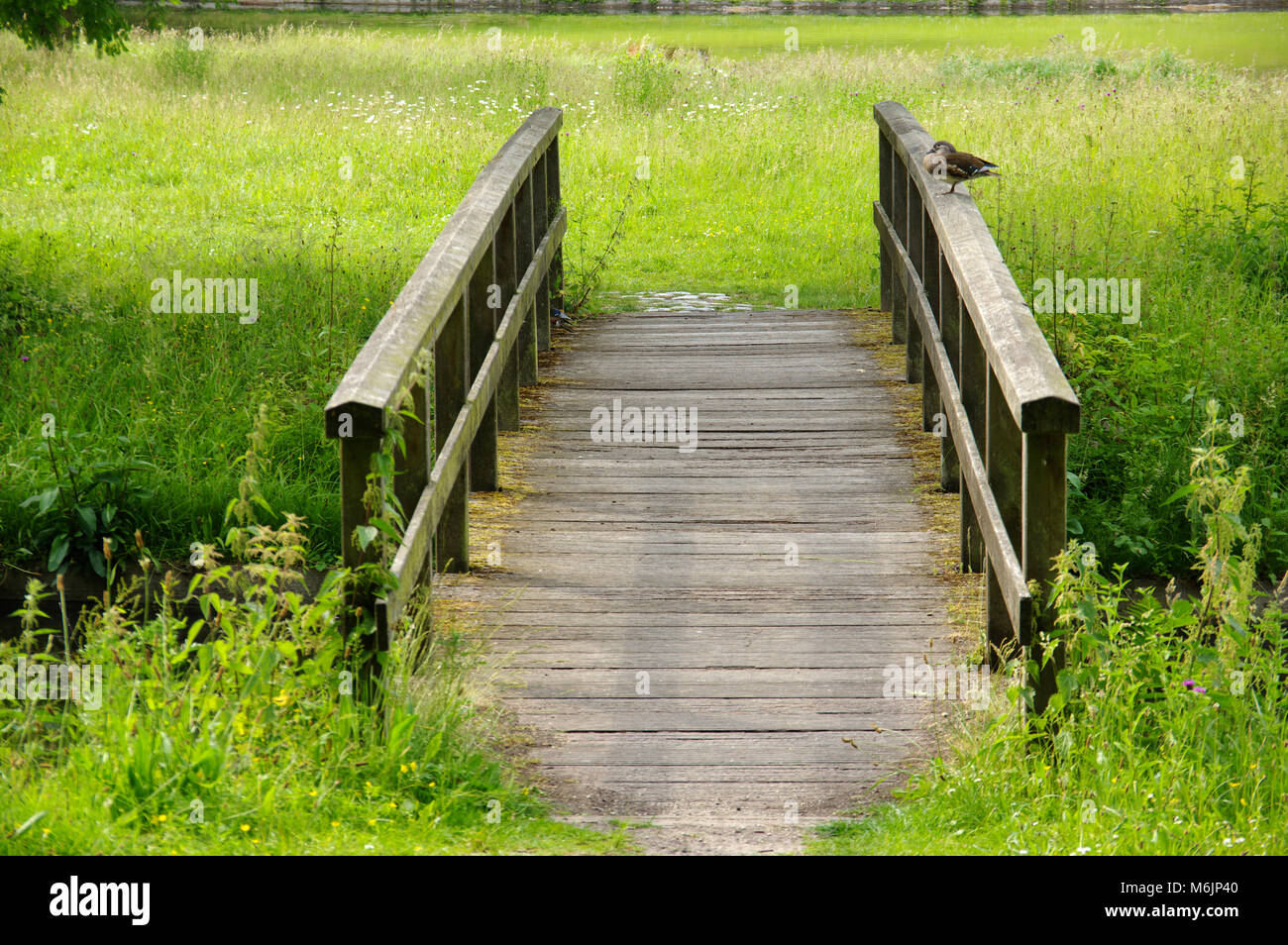 Fußgängerbrücke, Vogel, Park, Rasen, Teich, Horizontal Stockfoto