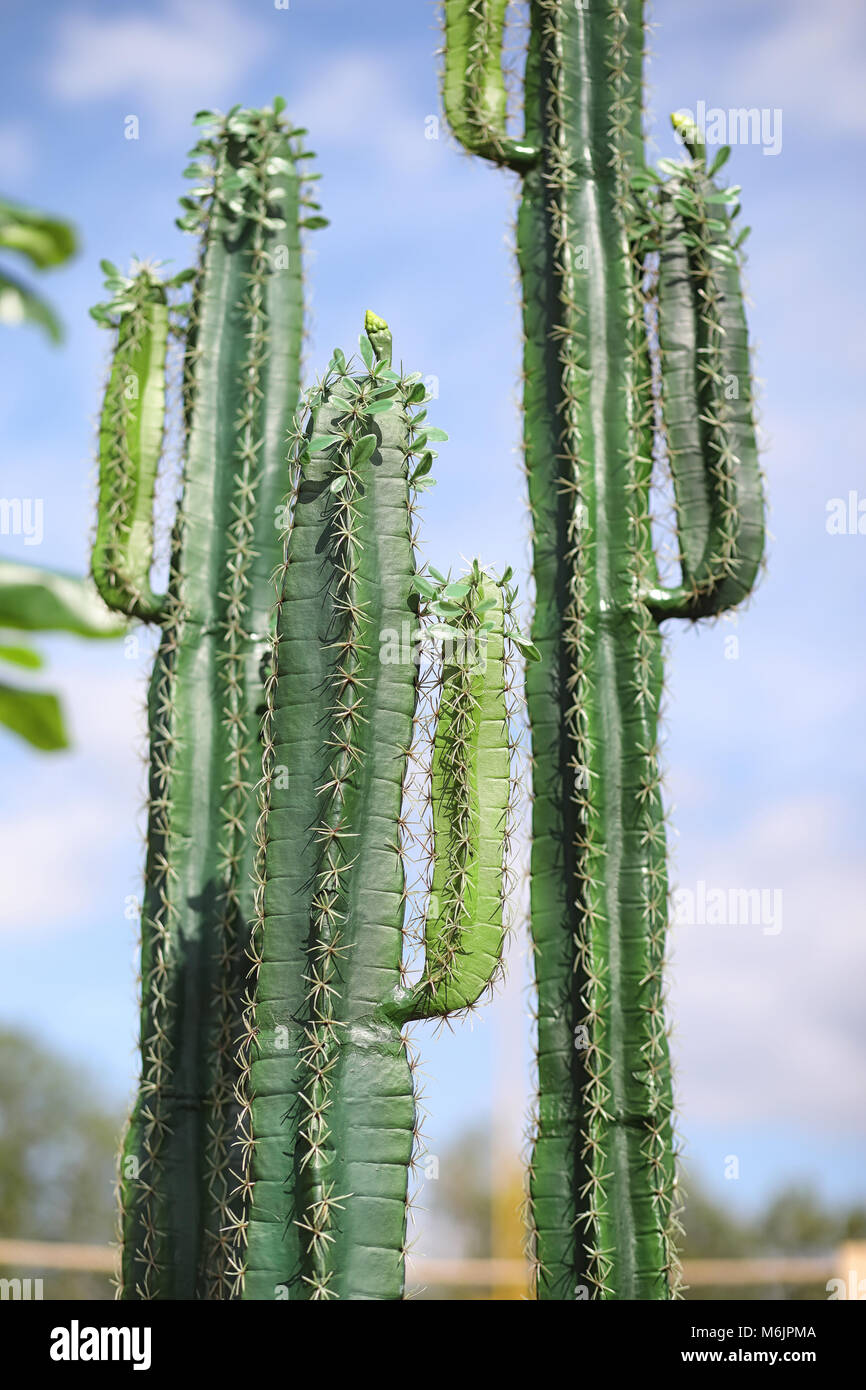 gymnocalycium gibbosum ferox Gymnocalycium Gibbosum Ferox 5.5