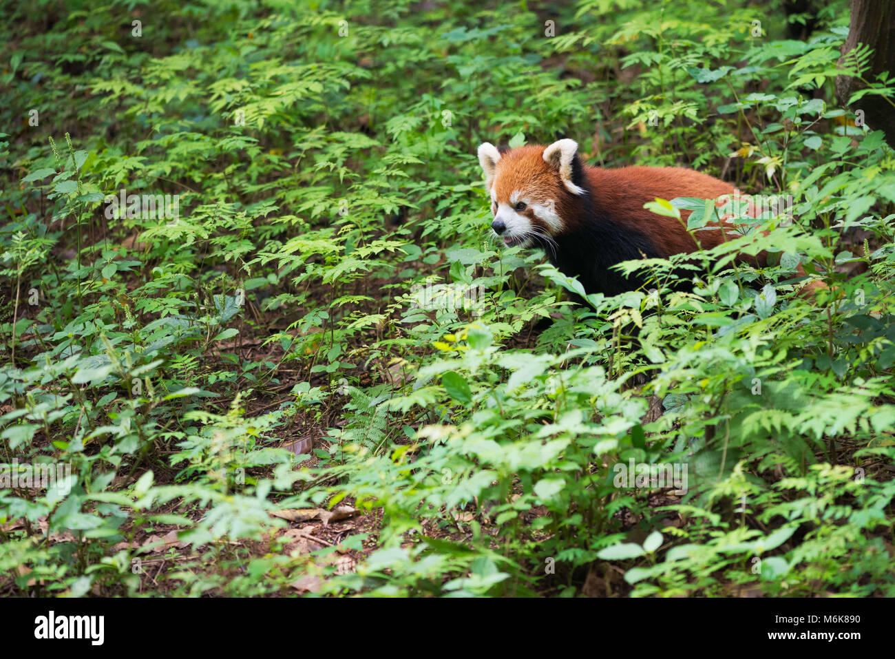 Chengdu Chengdu, China. 5 Mär, 2018. Chengdu, China, 5. März 2018: Ein roter Panda in Chengdu Panda Forschungs- und Aufzuchtstation in Chengdu, Provinz Sichuan im Südwesten Chinas. Der Rote Panda (Ailurus fulgens), auch genannt die Lesser Panda, der rote Bär - Katze und die rote Katze - Bär, ist ein Säugetier in der östlichen Himalaya und im südwestlichen China. Credit: SIPA Asien/ZUMA Draht/Alamy leben Nachrichten Stockfoto