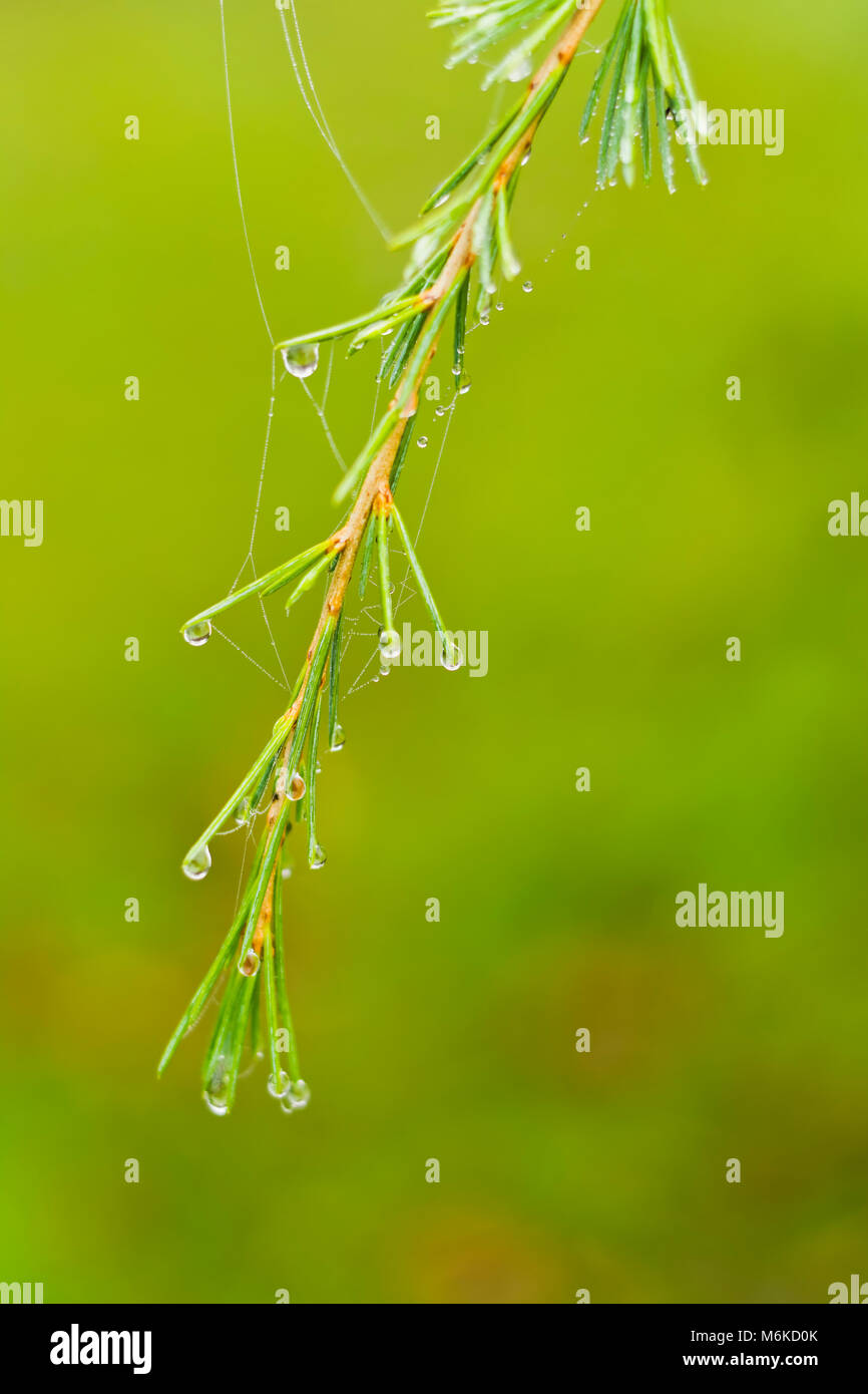 Tanne Baum Blatt mit Wassertropfen Stockfoto