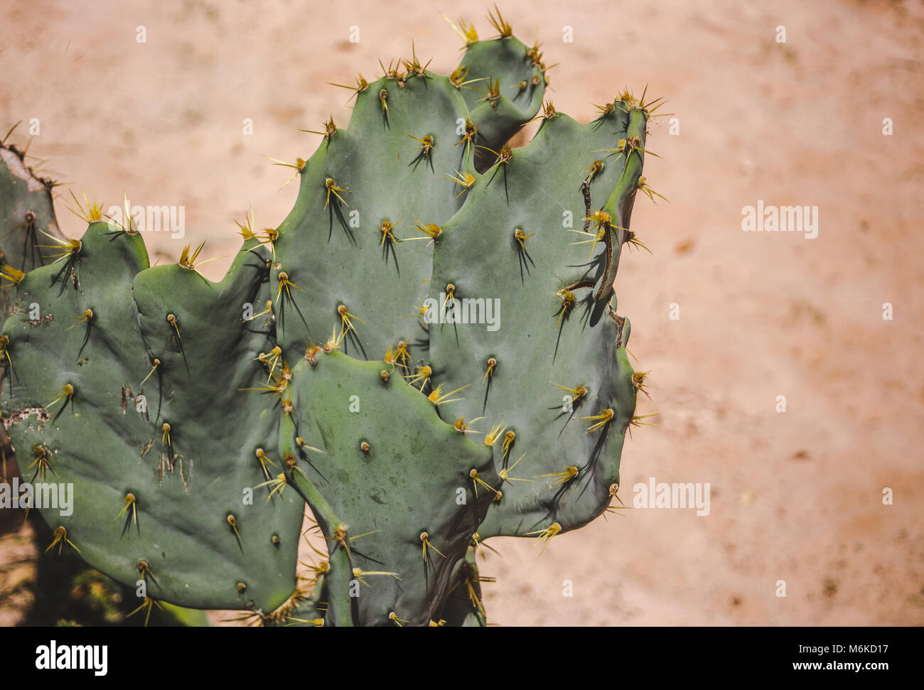Grünen Kaktus mit gelben Stacheln in der Wüste Stockfoto